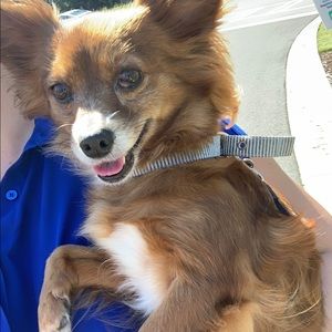 Meet your Posher, Skye